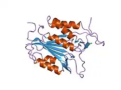 1pau: CRYSTAL STRUCTURE OF THE COMPLEX OF APOPAIN WITH THE TETRAPEPTIDE ALDEHYDE INHIBITOR AC-DEVD-CHO