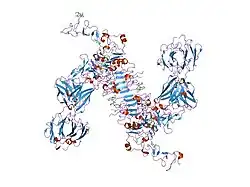 1s78: Insights into ErbB signaling from the structure of the ErbB2-pertuzumab complex