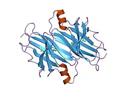 1u21: transthyretin with tethered inhibitor on one monomer.