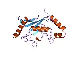 1u9b: MURINE/HUMAN UBIQUITIN-CONJUGATING ENZYME UBC9