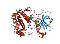 1uu9: STRUCTURE OF HUMAN PDK1 KINASE DOMAIN IN COMPLEX WITH BIM-3