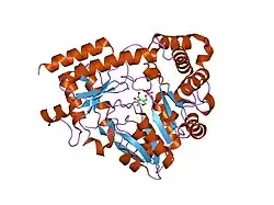 1w7n: CRYSTAL STRUCTURE OF HUMAN KYNURENINE AMINOTRANSFERASE I IN PMP FORM