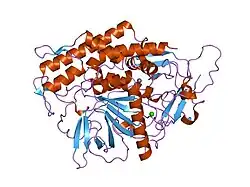 1xtg: Crystal structure of NEUROTOXIN BONT/A complexed with Synaptosomal-associated protein 25