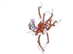 1yx6: Solution Structure of S5a UIM-2/Ubiquitin Complex