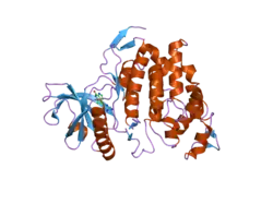 1z57: Crystal structure of human CLK1 in complex with 10Z-Hymenialdisine