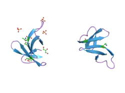 1zmi: Crystal structure of human alpha_defensin-2 (variant GLY16->D-ALA), P 32 2 1 space group )