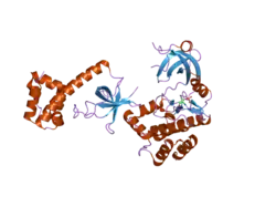 2a1a: PKR kinase domain-eIF2alpha Complex