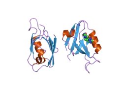 2awx: Synapse associated protein 97 PDZ2 domain variant C378S