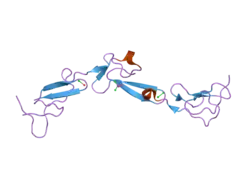 2box: EGF DOMAINS 1,2,5 OF HUMAN EMR2, A 7-TM IMMUNE SYSTEM MOLECULE, IN COMPLEX WITH STRONTIUM.