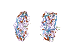 2c11: CRYSTAL STRUCTURE OF THE 2-HYDRAZINOPYRIDINE OF SEMICARBAZIDE-SENSITIVE AMINE OXIDASE