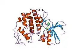 2c5y: DIFFERENTIAL BINDING OF INHIBITORS TO ACTIVE AND INACTIVE CDK2 PROVIDES INSIGHTS FOR DRUG DESIGN