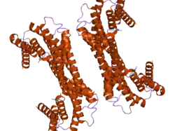 2c63: 14-3-3 PROTEIN ETA (HUMAN) COMPLEXED TO PEPTIDE
