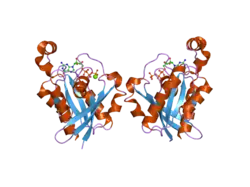 2cls: THE CRYSTAL STRUCTURE OF THE HUMAN RND1 GTPASE IN THE ACTIVE GTP BOUND STATE
