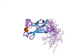 2cr2: Solution structure of N-terminal domain of speckle-type POZ protein