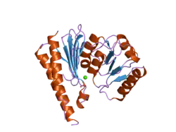2czi: Crystal structure of human myo-inositol monophosphatase 2 (IMPA2) with calcium and phosphate ions
