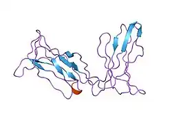 2dl2: KILLER IMMUNOGLOBULIN RECEPTOR 2DL2
