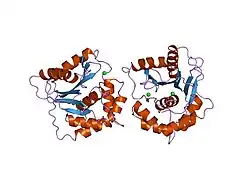 2etl: Crystal Structure of Ubiquitin Carboxy-terminal Hydrolase L1 (UCH-L1)