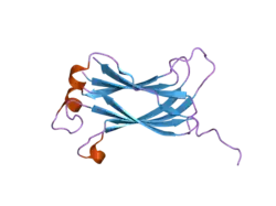 2f1y: Crystal structure of the TRAF-like domain of HAUSP/USP7 bound to a MDM2 peptide