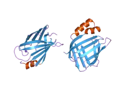 2frs: Crystal structure of the f15w mutant of apo-cellular retinoic acid binding protein type ii at 1.51 angstroms resolution