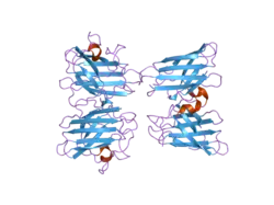 2gbu: C6A/C111A/C57A/C146A apo CuZn Superoxide dismutase