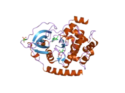 2gnf: Protein kinase A fivefold mutant model of Rho-kinase with Y-27632