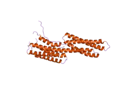 2hsq: Human vinculin (head domain, Vh1, residues 1-258) in complex with Shigella's IpaA vinculin binding site 2 (residues 565-587)