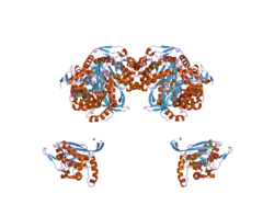 2ii4: Crystal structure of a cubic core of the dihydrolipoamide acyltransferase (E2b) component in the branched-chain alpha-ketoacid dehydrogenase complex (BCKDC), Coenzyme A-bound form