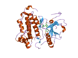 2ito: CRYSTAL STRUCTURE OF EGFR KINASE DOMAIN G719S MUTATION IN COMPLEX WITH IRESSA