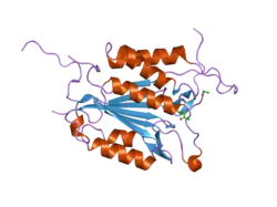 2j32: THE ROLE OF LOOP BUNDLE HYDROGEN BONDS IN THE MATURATION AND ACTIVITY OF(PRO)CASPASE-3