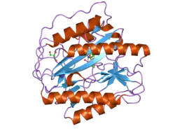 2nq7: Crystal structure of type 1 human methionine aminopeptidase in complex with 3-(2,2-Dimethylpropionylamino)pyridine-2-carboxylic acid thiazole-2-ylamide