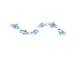 2nzi: Crystal structure of domains A168-A170 from titin