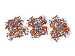 2onm: Human Mitochondrial Aldehyde Dehydrogenase Asian Variant, ALDH2*2, complexed with NAD+