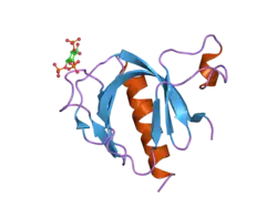 2p0h: ArhGAP9 PH domain in complex with Ins(1,3,4)P3