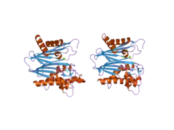 2p8e: Crystal structure of the serine/threonine phosphatase domain of human PPM1B