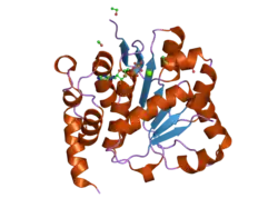 2pl3: Human DEAD-box RNA helicase DDX10, DEAD domain in complex with ADP