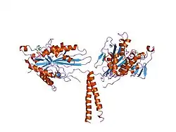 3kin: KINESIN (DIMERIC) FROM RATTUS NORVEGICUS