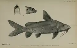 Illustration of species