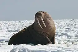 Male Pacific Walrus, Alaska