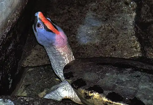 In captivity, Thailand