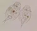 Pair of Lepadella rotifers from pond water