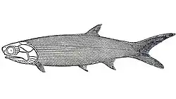 Palaeoniscum freieslebeni