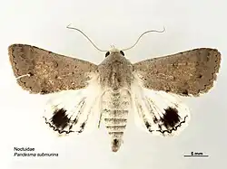 Pandesmini: Pandesma submurina