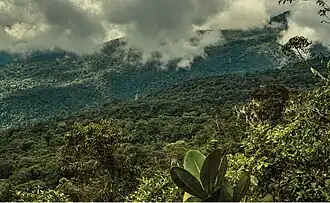 View of forested mountains and ridgelines