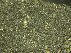 Lasiodiplodia theobromae sporulating in lesion on papaya