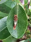 Papilio rumiko larva on a lemon leaf