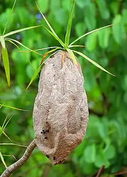 Parachartergus fraternus nest