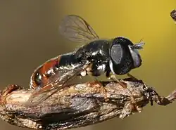 P. (Pandasyopthalmus)