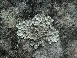 Parmotrema tinctorum