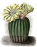Illustration of Parodia schumanniana from Blühende Kakteen - Iconographia Cactacearum