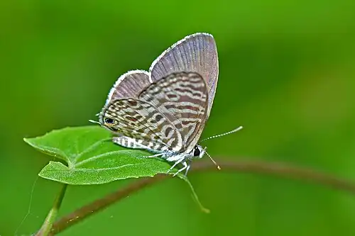 Ventral view